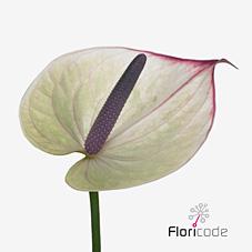 Срезанные цветы оптом Anthurium romance imp от 40шт из Голландии с доставкой по России