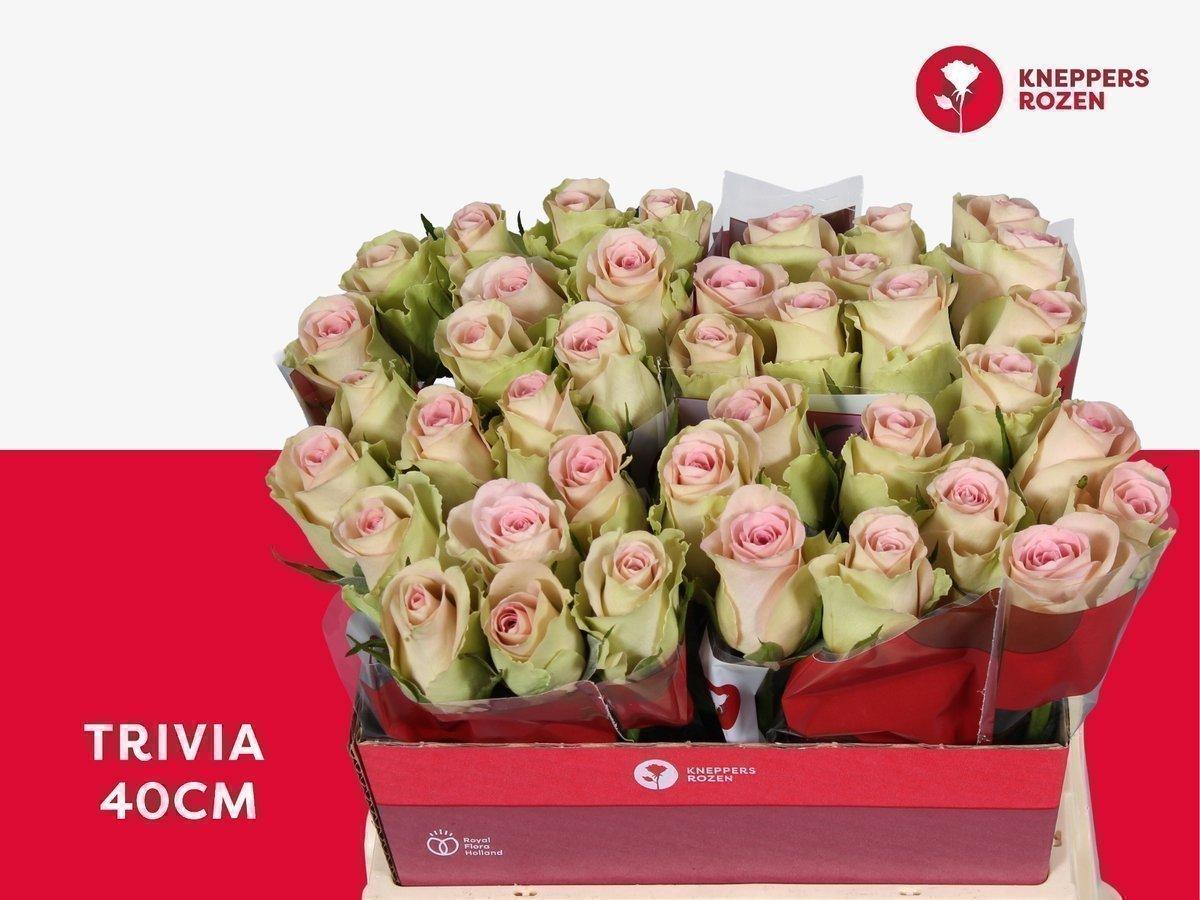 Срезанные цветы оптом Rosa large trivia от 40шт из Голландии с доставкой по России