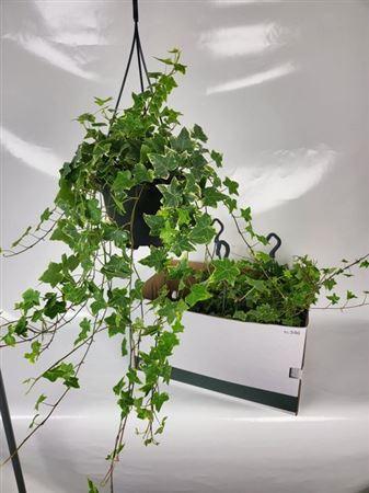 Горшечные цветы и растения оптом Hed He Goldchild от 4шт из Голландии с доставкой по России