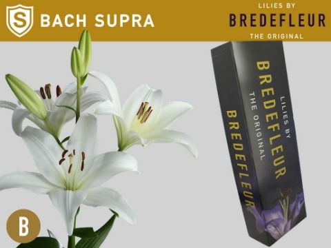 Срезанные цветы оптом Lilium la bach от 50шт. из Голландии с доставкой по России