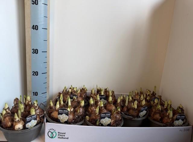 Горшечные цветы и растения оптом Narc D Bridal Crown от 7шт из Голландии с доставкой по России