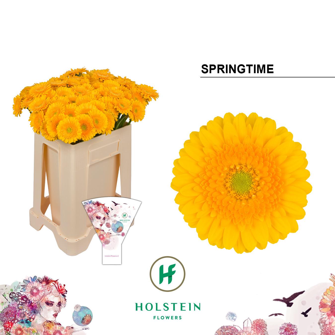 Срезанные цветы оптом Germini springtime от 80шт из Голландии с доставкой по России