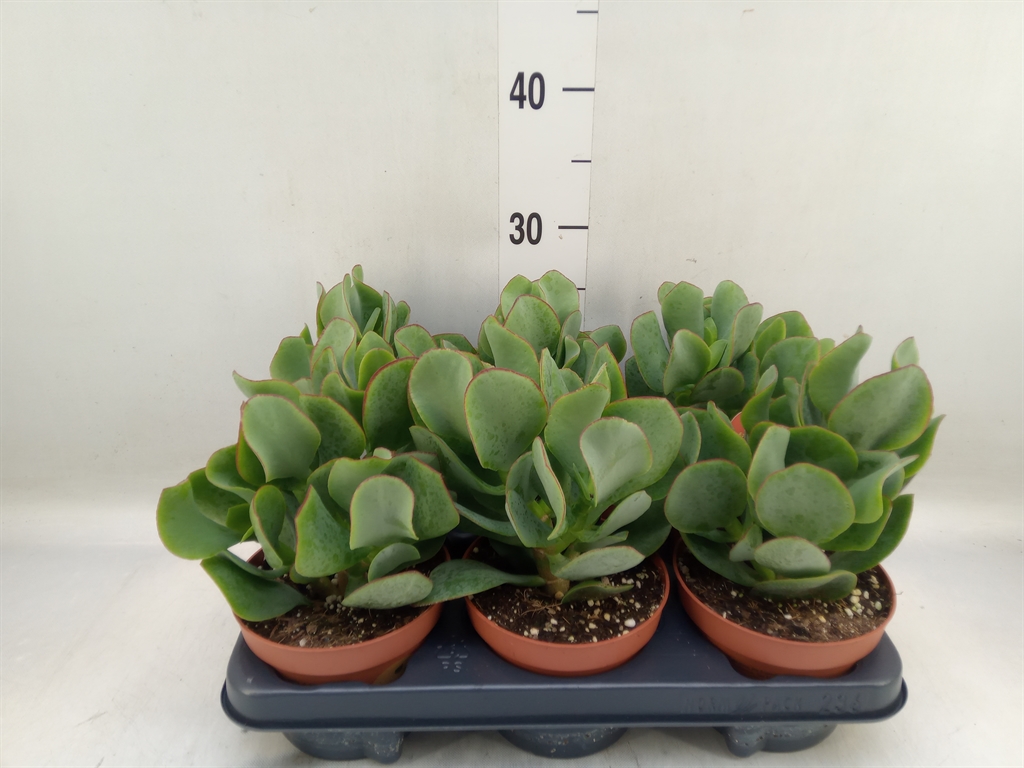 Горшечные цветы и растения оптом Crassula Arborescens от 6шт из Голландии с доставкой по России