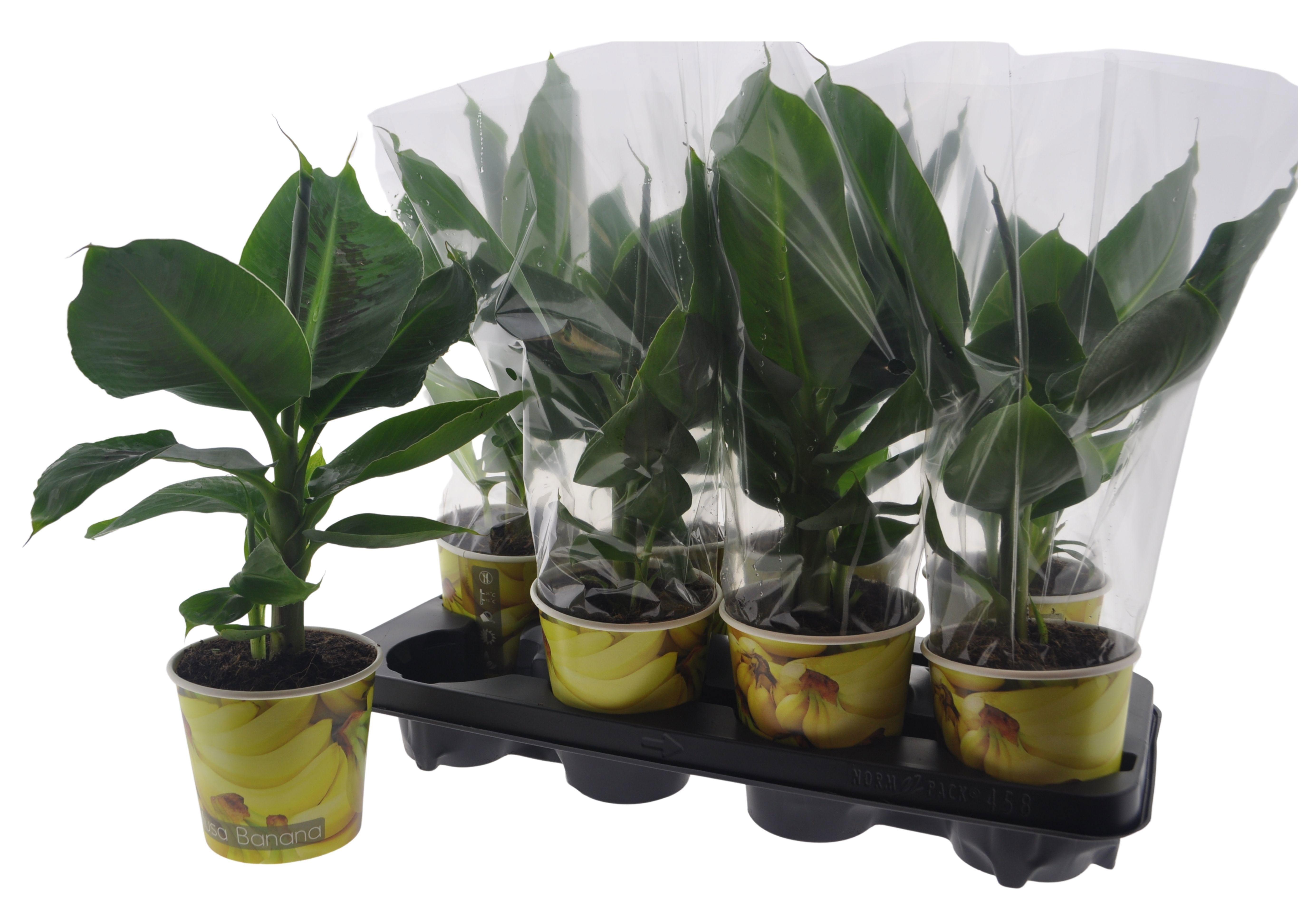 Горшечные цветы и растения оптом Musa Tropicana от 8шт из Голландии с доставкой по России