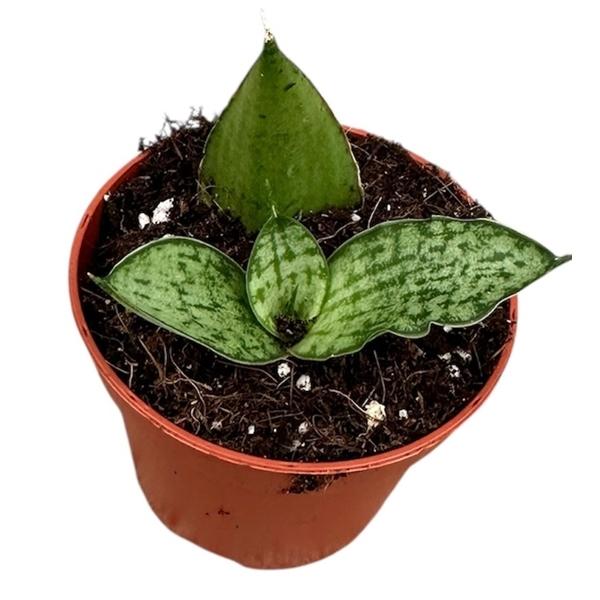 Горшечные цветы и растения оптом Sansevieria Cinta от 1шт (для телеги) из Голландии с доставкой по России
