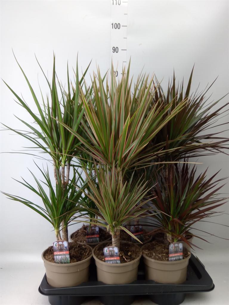 Горшечные цветы и растения оптом Dracaena   ...mix от 6шт из Голландии с доставкой по России