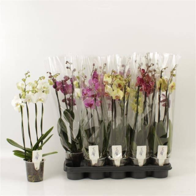 Горшечные цветы и растения оптом Phal 1st Mix (aphr) от 10шт из Голландии с доставкой по России