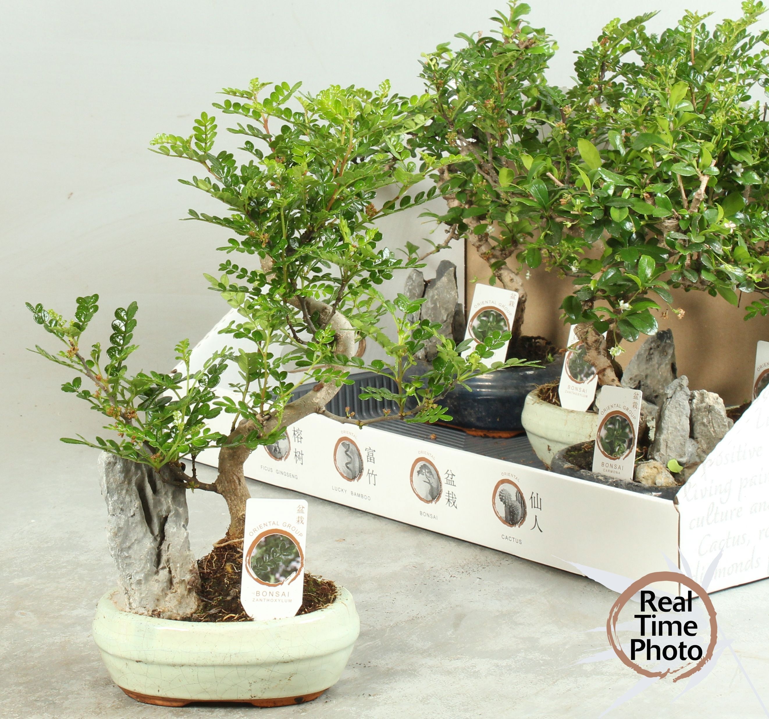 Горшечные цветы и растения оптом Bonsai Gem от 5шт из Голландии с доставкой по России