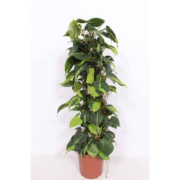 Горшечные цветы и растения оптом Philodendron Scandens Brasil от 1шт из Голландии с доставкой по России