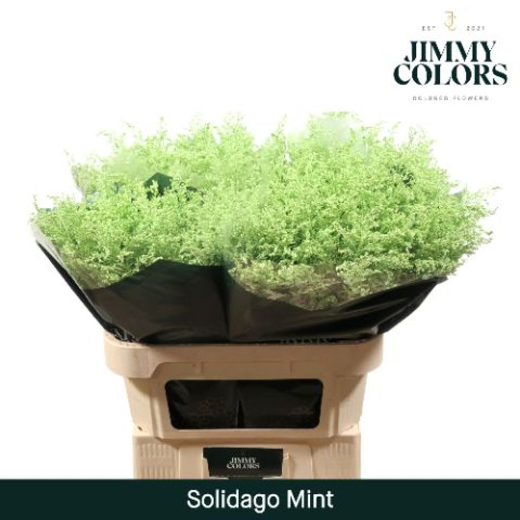 Срезанные цветы оптом Solidago paint mintgreen от 100шт. из Голландии с доставкой по России