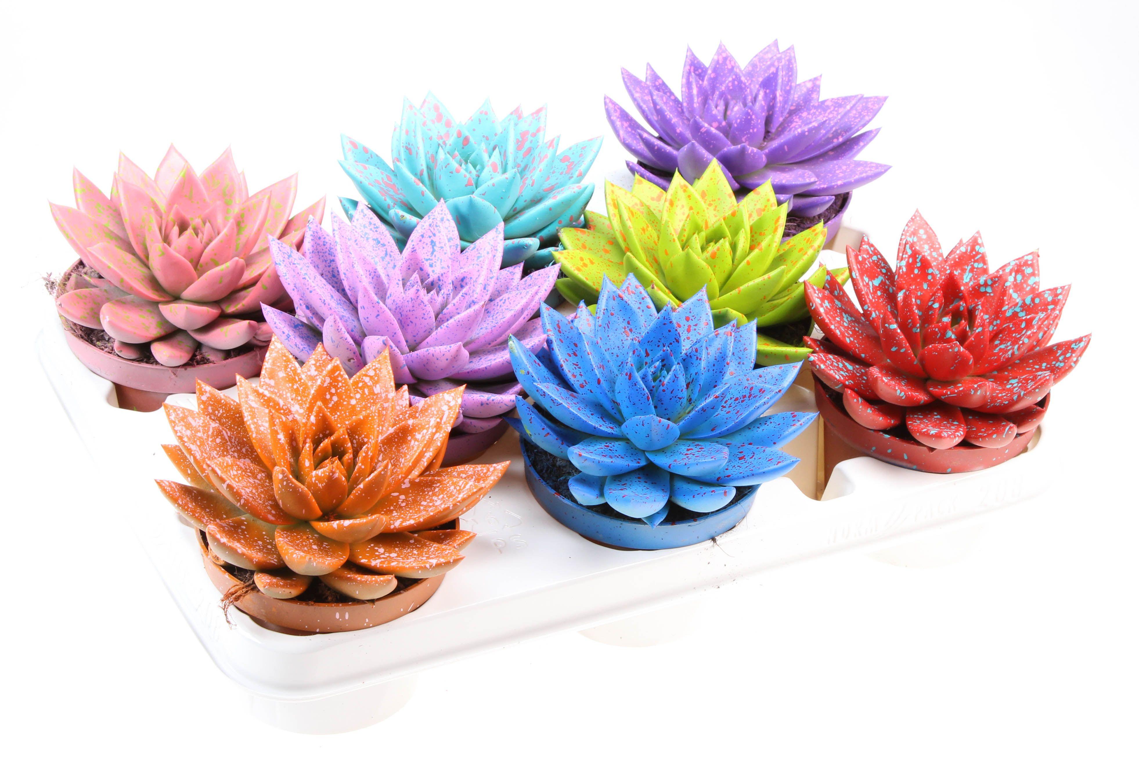 Горшечные цветы и растения оптом Echeveria Rainbow Sprinkle Mix от 8шт из Голландии с доставкой по России