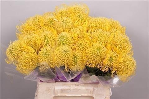 Срезанные цветы оптом Nutans high gold от 30шт. из Голландии с доставкой по России