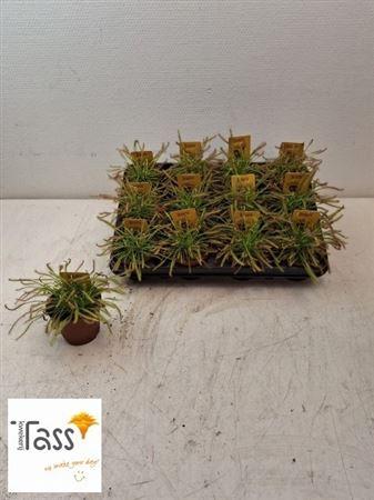Горшечные цветы и растения оптом Drosera от 12шт (для телеги) из Голландии с доставкой по России