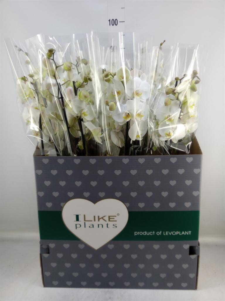 Горшечные цветы и растения оптом Phalaenopsis   ...white от 12шт из Голландии с доставкой по России