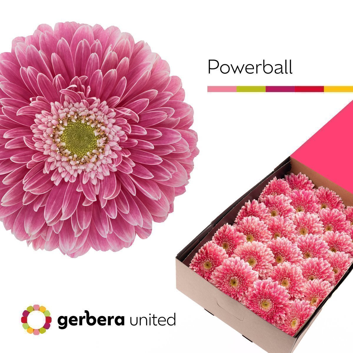 Срезанные цветы оптом Gerbera gerponi power ball от 50шт из Голландии с доставкой по России