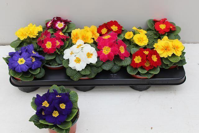 Горшечные цветы и растения оптом Prim Acaulis Gemengd от 12шт из Голландии с доставкой по России