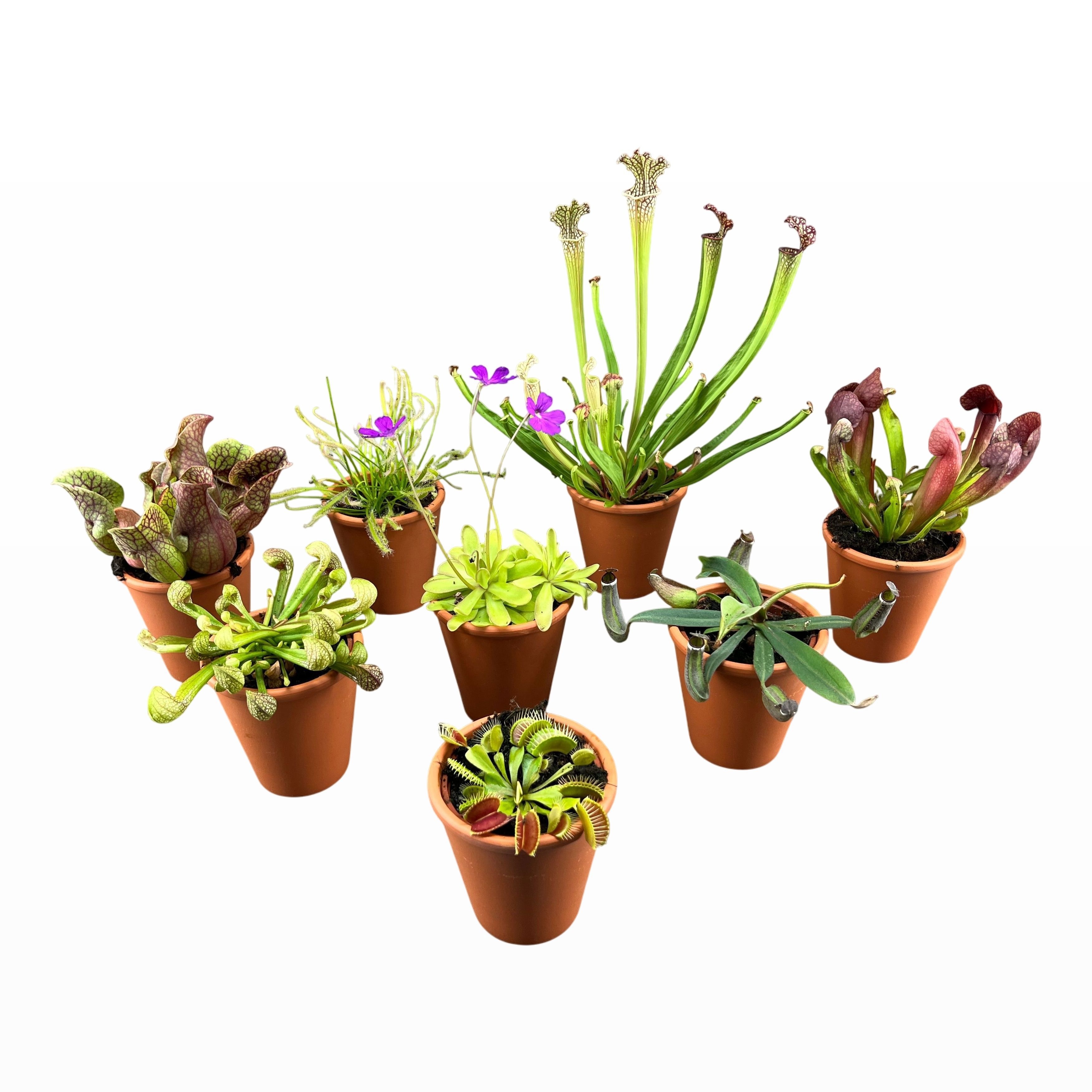 Горшечные цветы и растения оптом Vleesetende Planten от 8шт (для телеги) из Голландии с доставкой по России