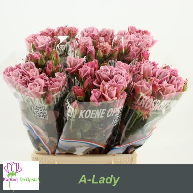 Срезанные цветы оптом Rosa spray amazing lady от 60шт из Голландии с доставкой по России