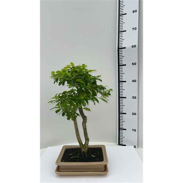 Горшечные цветы и растения оптом Bonsai Duranta Repens, Pot 21cm, Height 47cm, With от 1шт из Голландии с доставкой по России