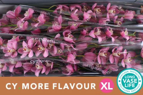 Срезанные цветы оптом Cymbidium pink candy от 6шт из Голландии с доставкой по России