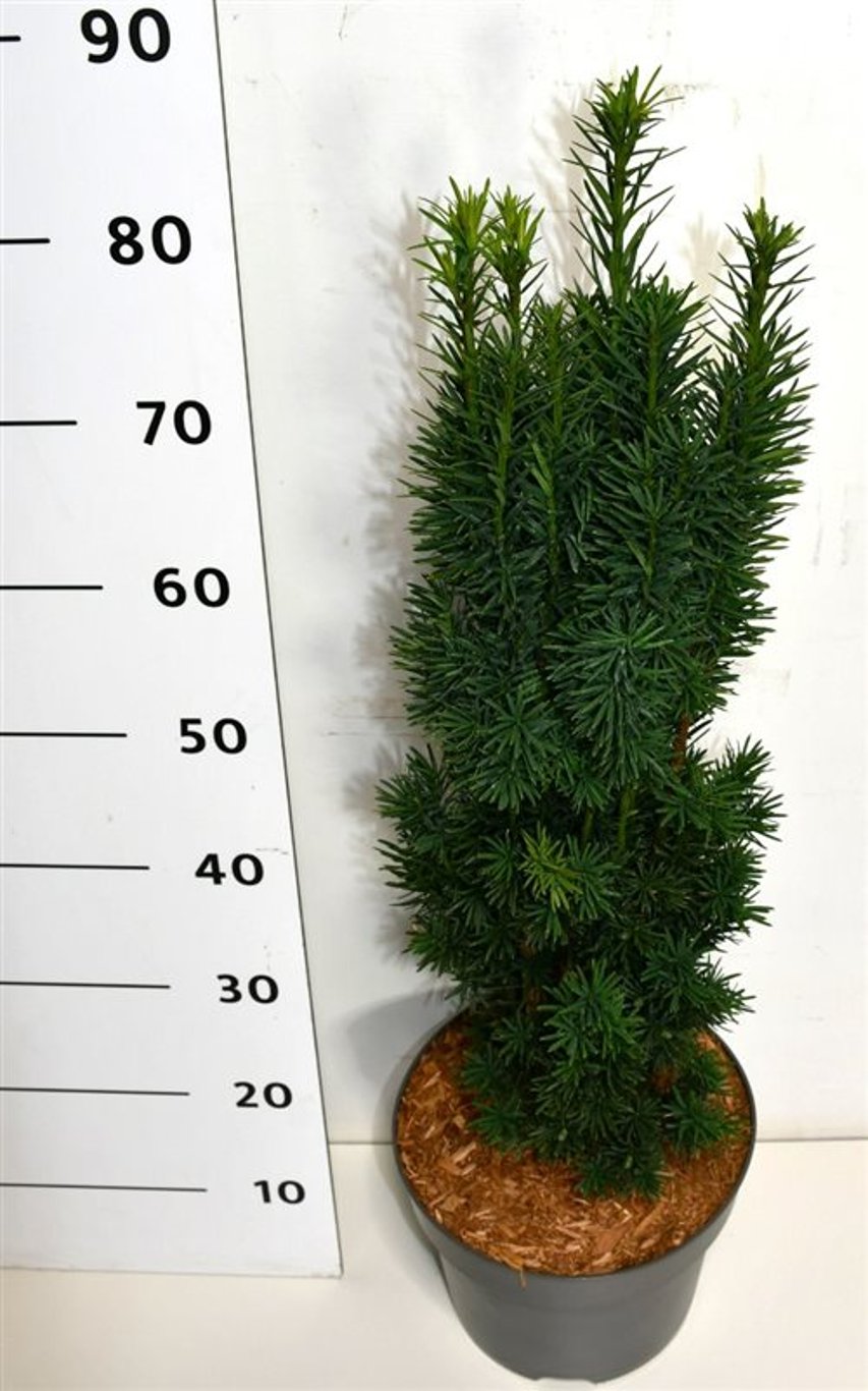 Горшечные цветы и растения оптом Taxus Bacc Fastigiata Robusta от 1шт из Голландии с доставкой по России