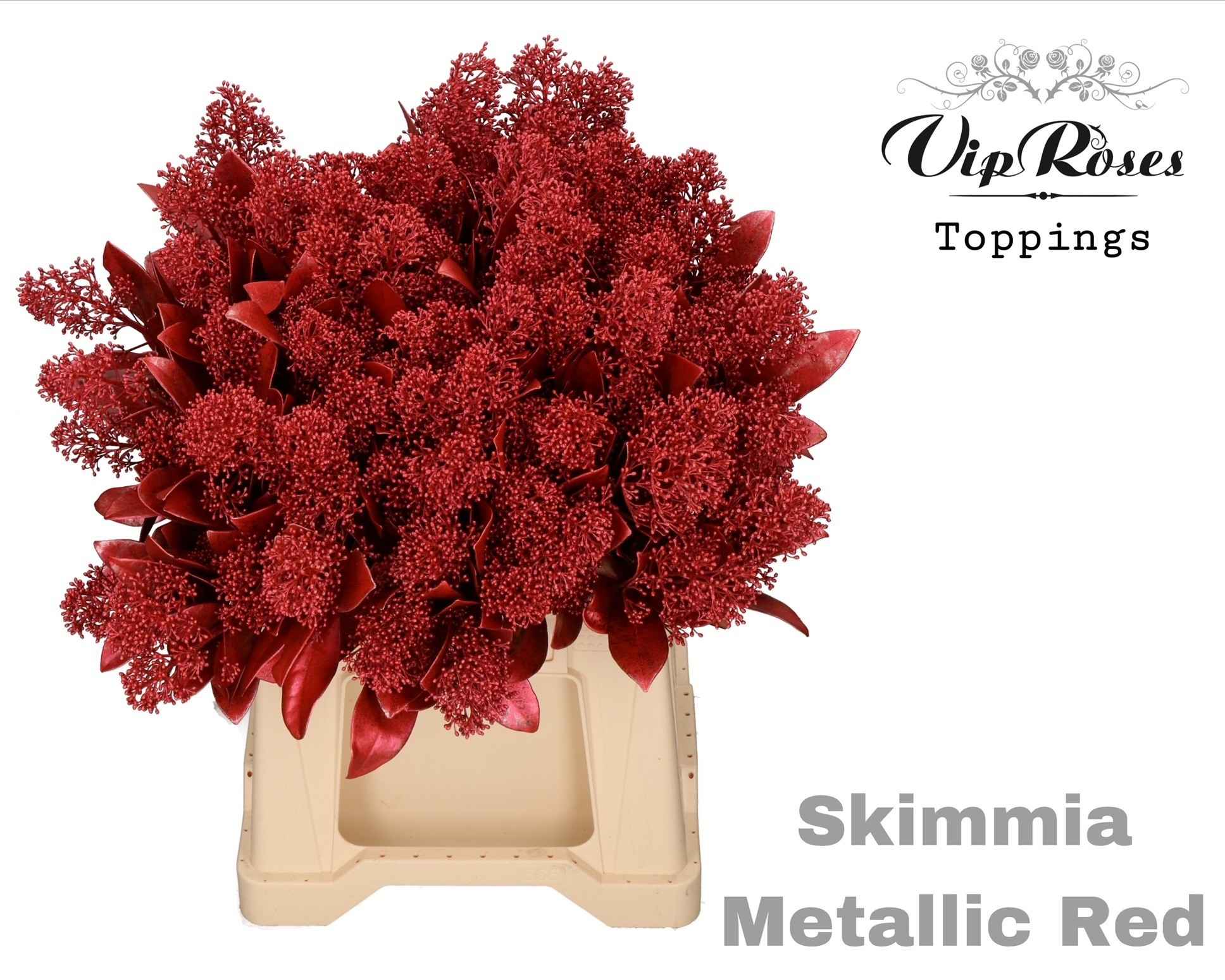 Срезанные цветы оптом Skimmia paint red metallic от 10шт из Голландии с доставкой по России