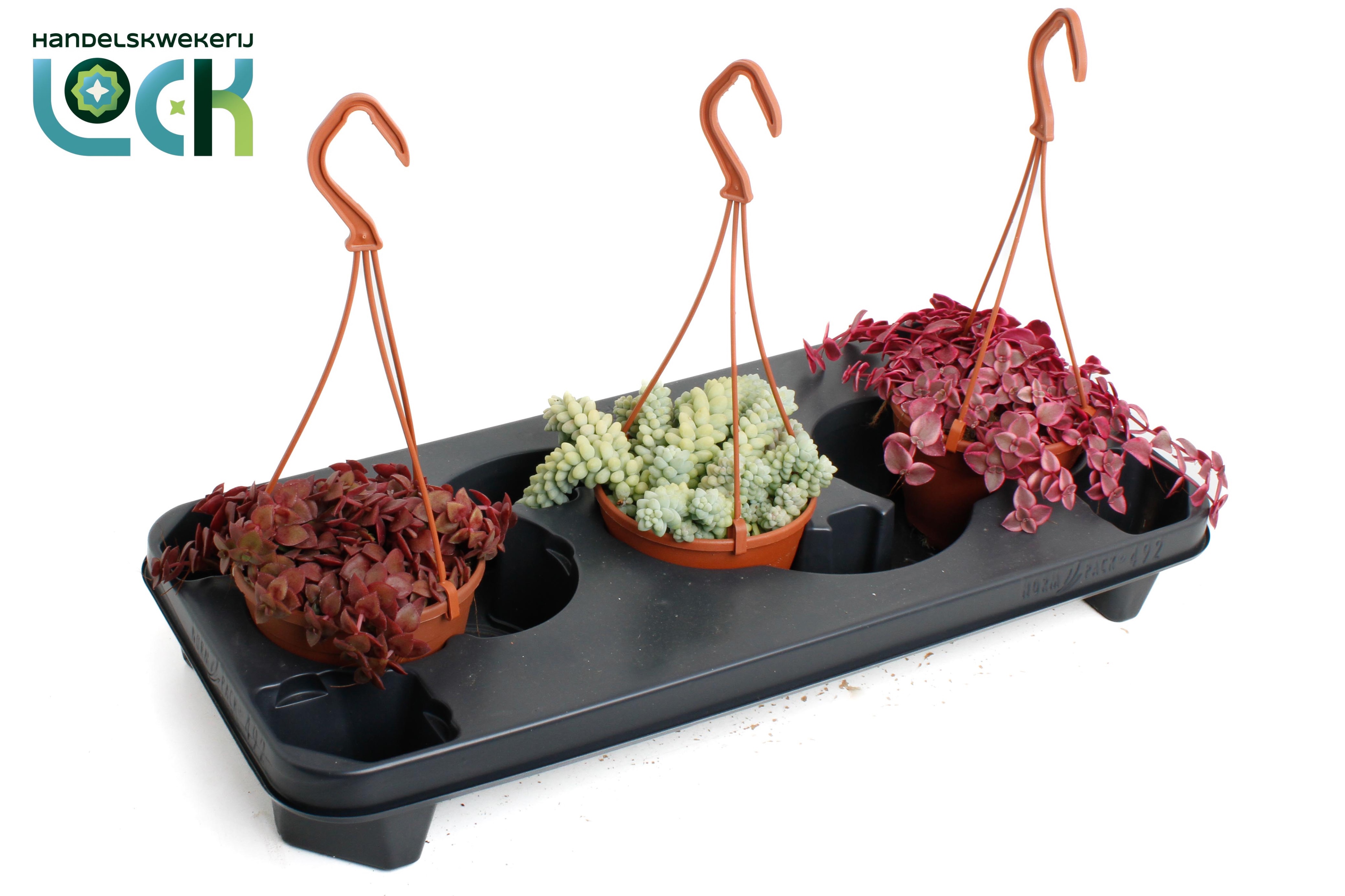 Горшечные цветы и растения оптом Crassula Marginalis Mix от 3шт из Голландии с доставкой по России