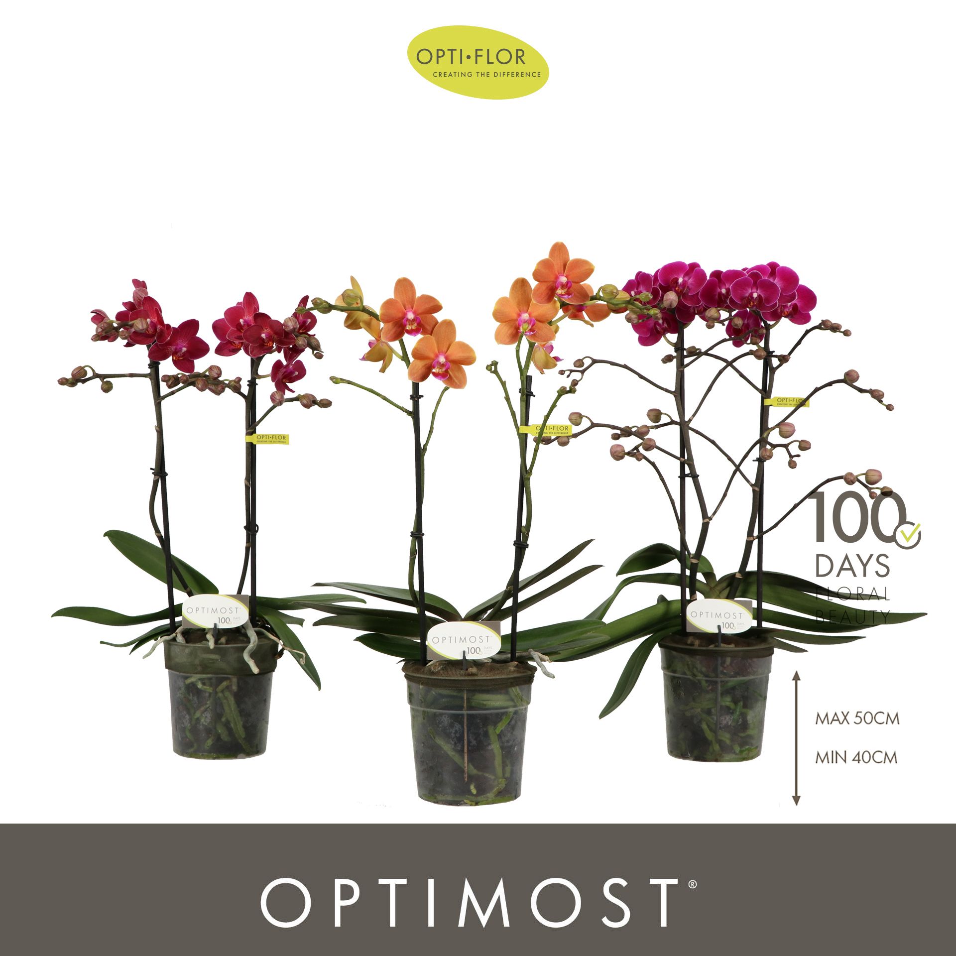 Горшечные цветы и растения оптом Phal 2st Optimost Spicy Colours (opti) от 6шт из Голландии с доставкой по России