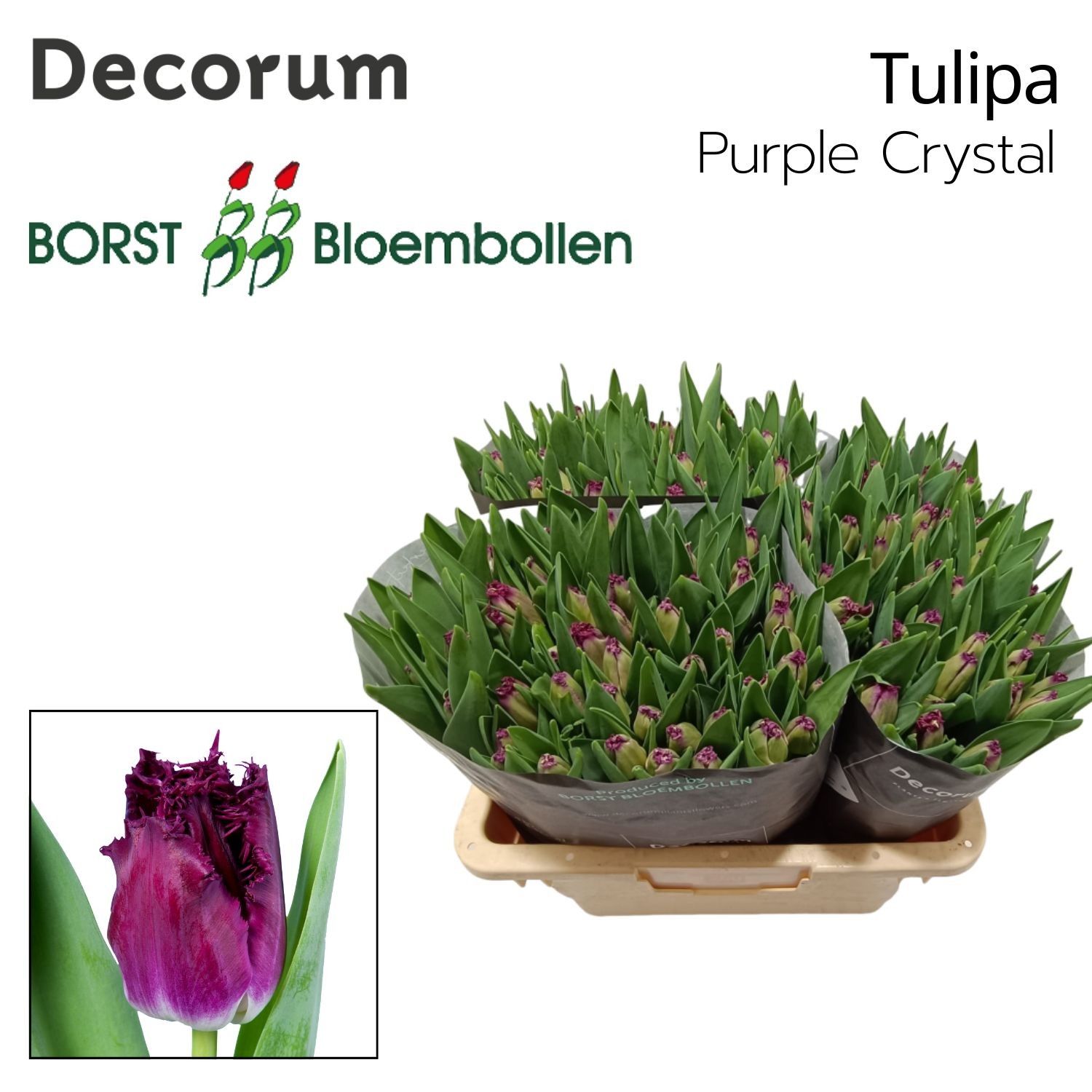 Срезанные цветы оптом Tulipa fr purple crystal от 150шт из Голландии с доставкой по России