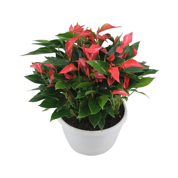 Горшечные цветы и растения оптом Anth An Trillions Red 20+ceramc от 1шт из Голландии с доставкой по России
