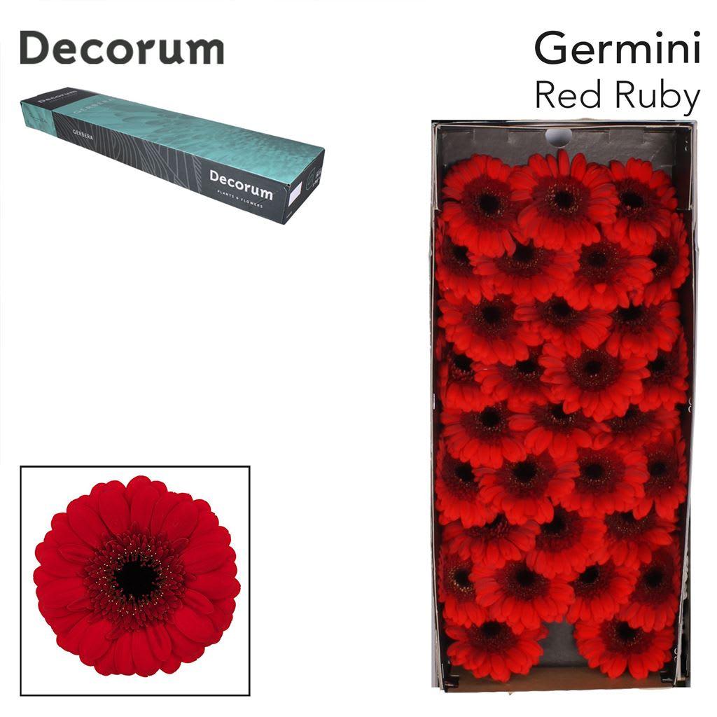 Срезанные цветы оптом Germini red ruby от 60шт из Голландии с доставкой по России