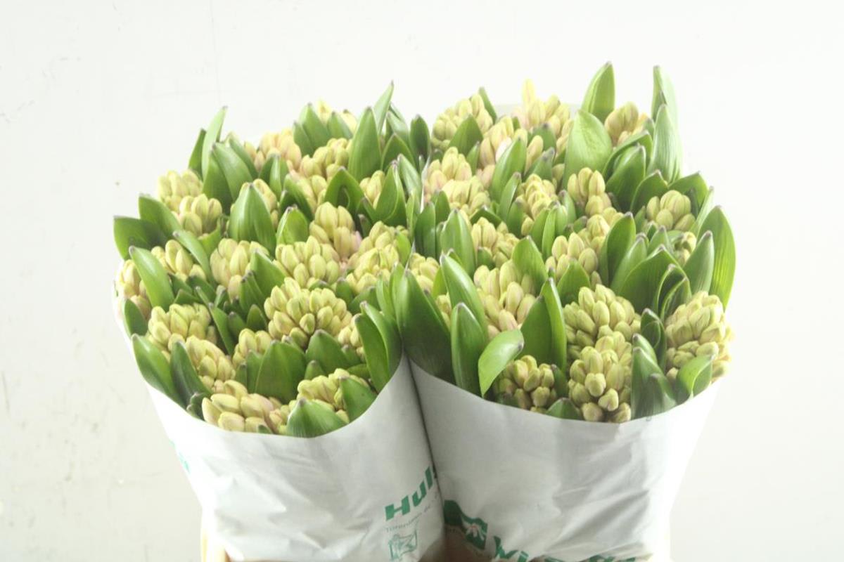 Срезанные цветы оптом Hyacinthus pink elephant от 25шт из Голландии с доставкой по России