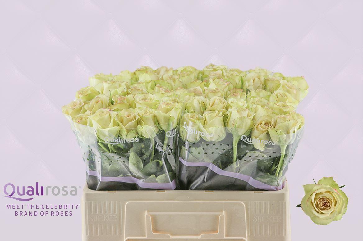Срезанные цветы оптом Rosa large hypnose от 60шт из Голландии с доставкой по России