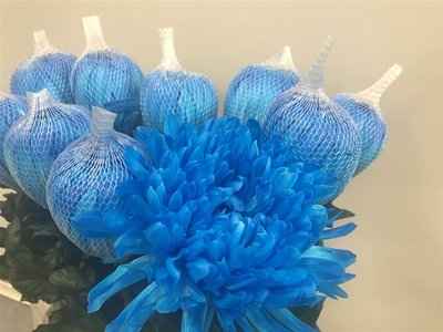 Срезанные цветы оптом Chrys bl paint antonov blue light от 40шт из Голландии с доставкой по России