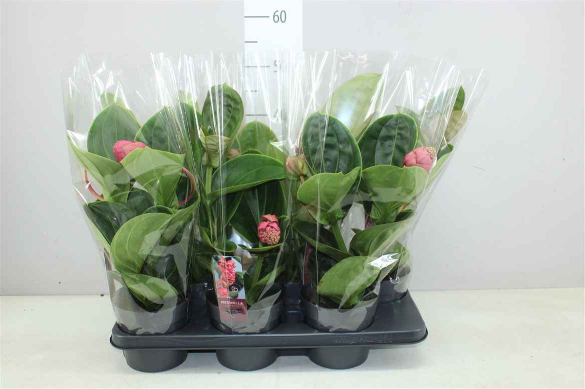 Горшечные цветы и растения оптом Medinilla Lambada 2+ от 6шт из Голландии с доставкой по России