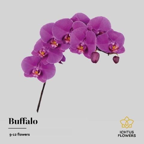 Срезанные цветы оптом Phalaenopsis buffalo (per stem) от 8шт.. из Голландии с доставкой по России