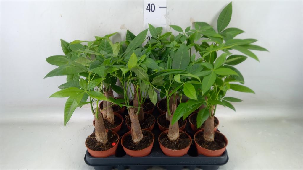 Горшечные цветы и растения оптом Pachira Aquatica от 12шт (для телеги) из Голландии с доставкой по России