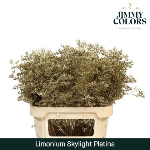 Срезанные цветы оптом Limonium paint platinum от 75шт из Голландии с доставкой по России