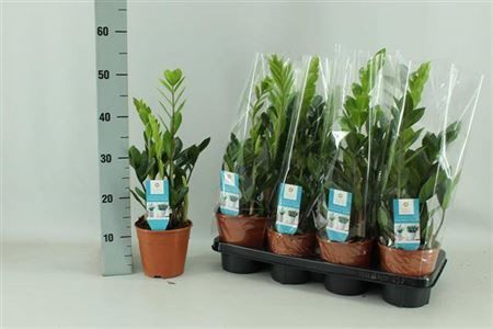 Горшечные цветы и растения оптом Zamioculcas 3+ от 7шт из Голландии с доставкой по России