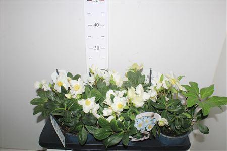 Горшечные цветы и растения оптом Hell Ni Chr Carol 10+ от 6шт из Голландии с доставкой по России