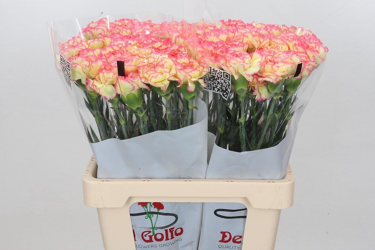 Срезанные цветы оптом Dianthus st poirot f g от 80шт из Голландии с доставкой по России