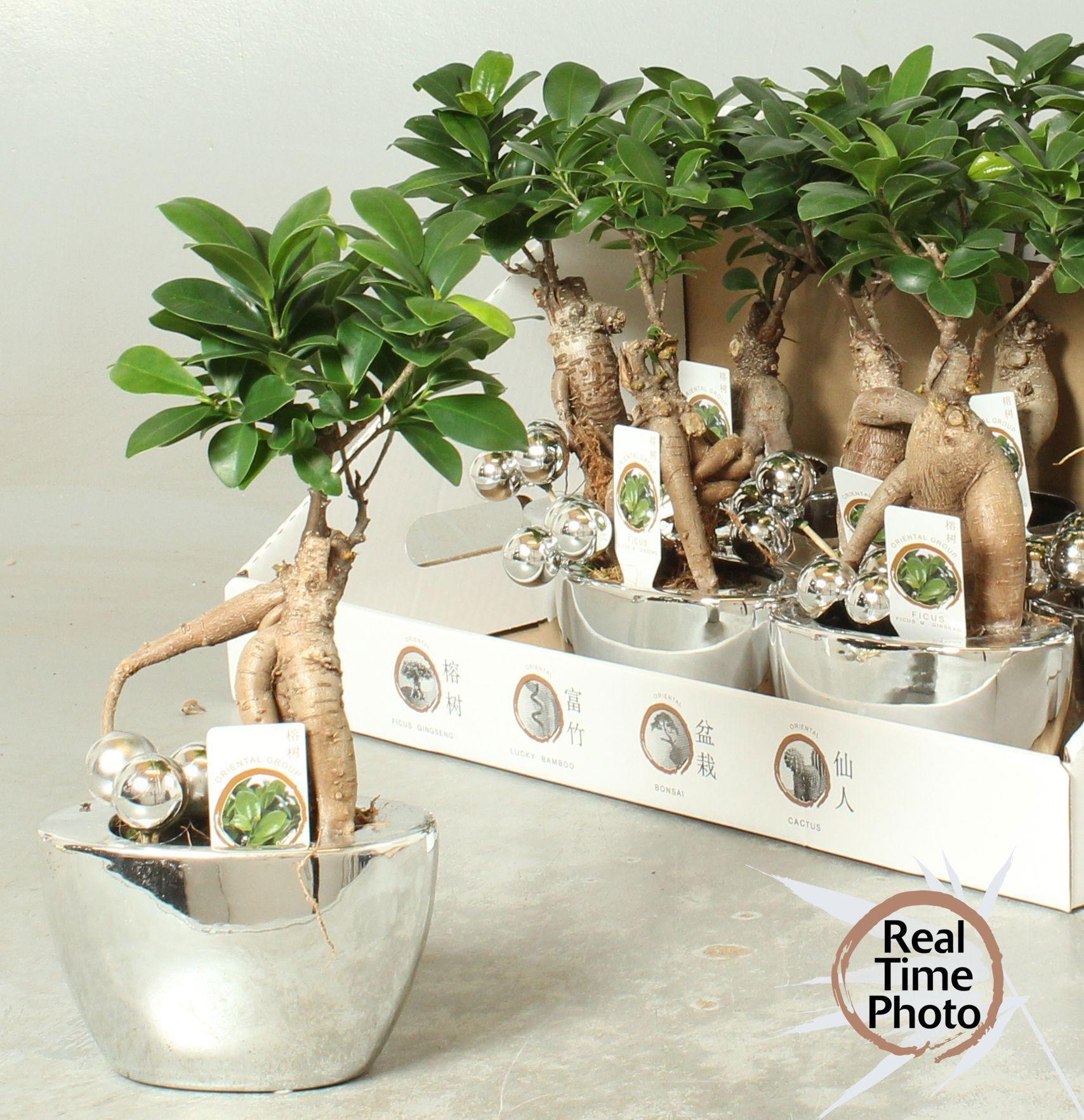 Горшечные цветы и растения оптом Fic Mi Ginseng от 9шт из Голландии с доставкой по России