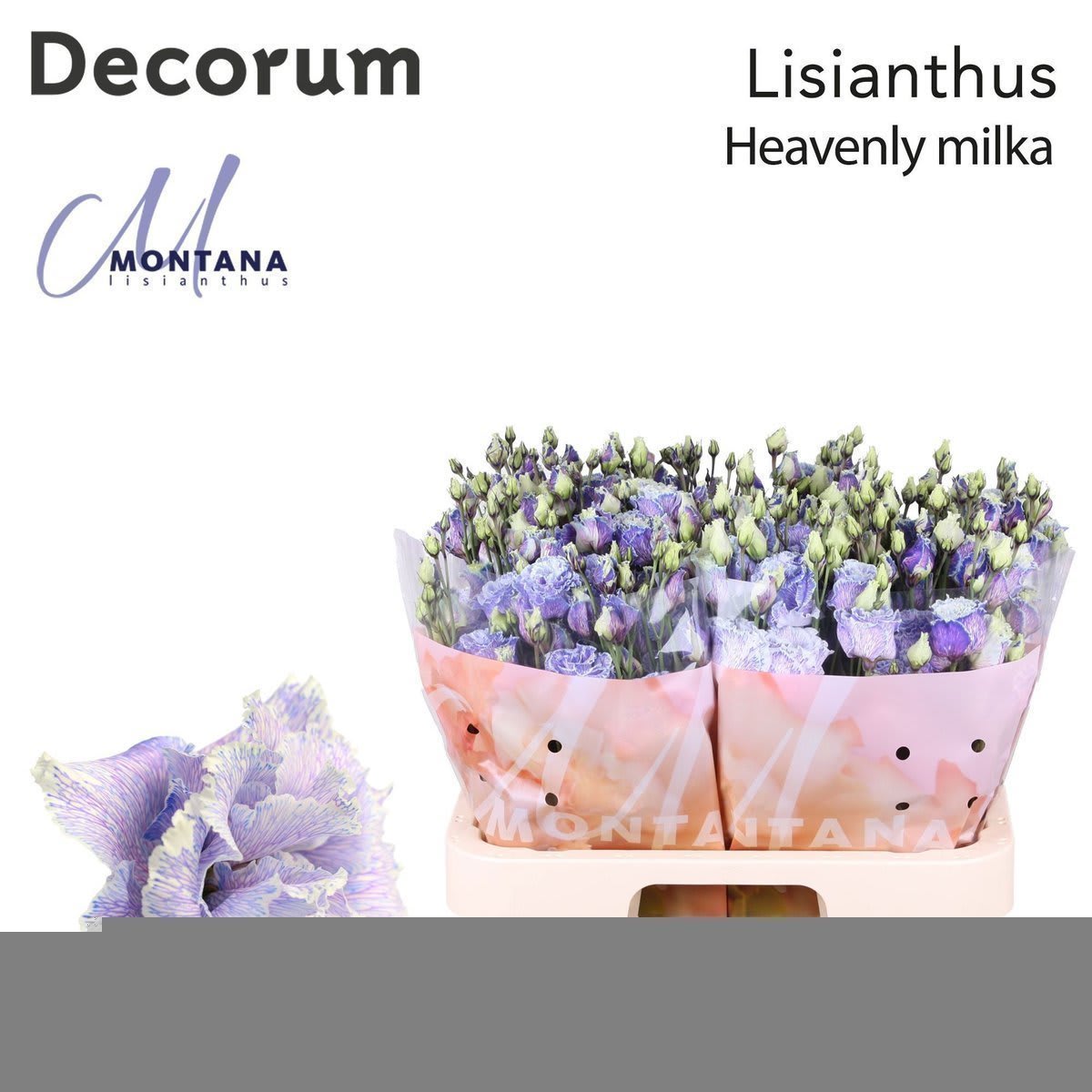Срезанные цветы оптом Lisianthus do paint heavenly milka от 140шт. из Голландии с доставкой по России