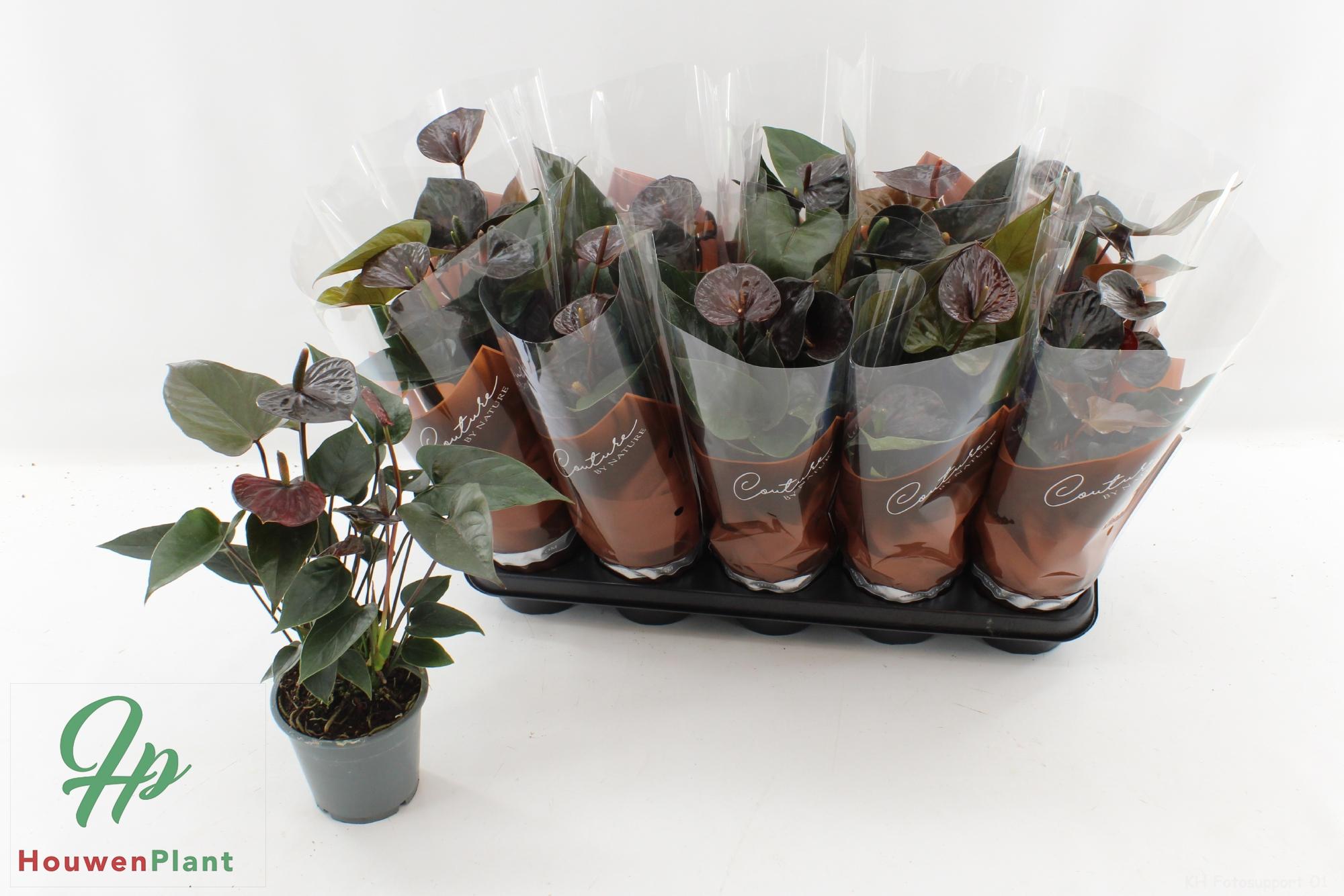 Горшечные цветы и растения оптом Anthu Black Love от 10шт из Голландии с доставкой по России