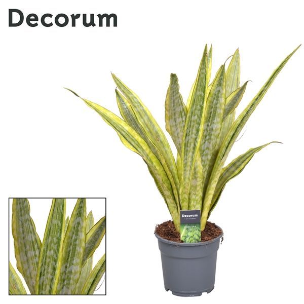 Горшечные цветы и растения оптом Sansevieria Aubrytniana Lauren (decorum) от 6шт из Голландии с доставкой по России