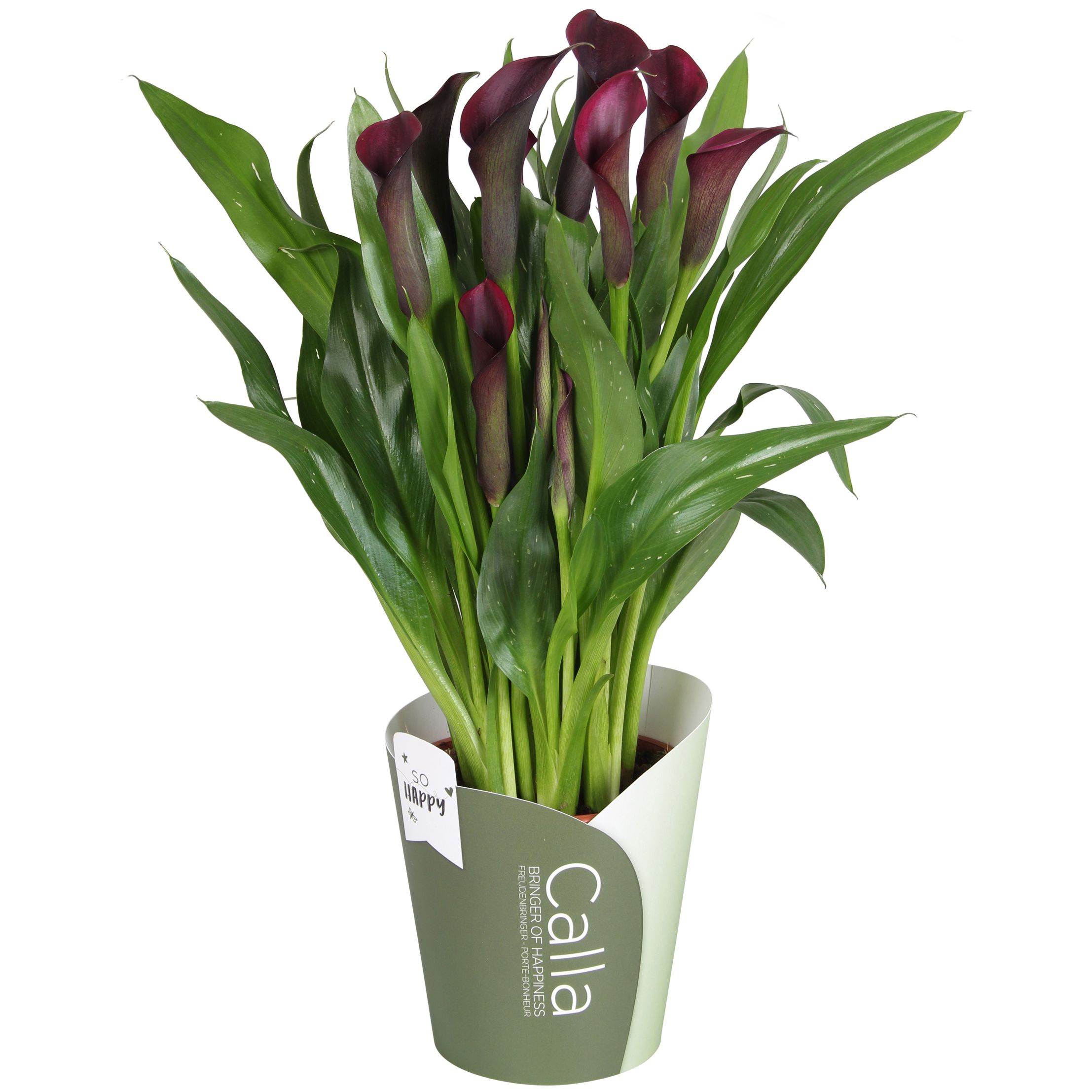 Горшечные цветы и растения оптом Zantedeschia Purple Bullit Potcover от 8шт из Голландии с доставкой по России