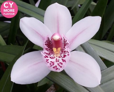 Срезанные цветы оптом Minicymbidium lady freckle от 10шт.. из Голландии с доставкой по России