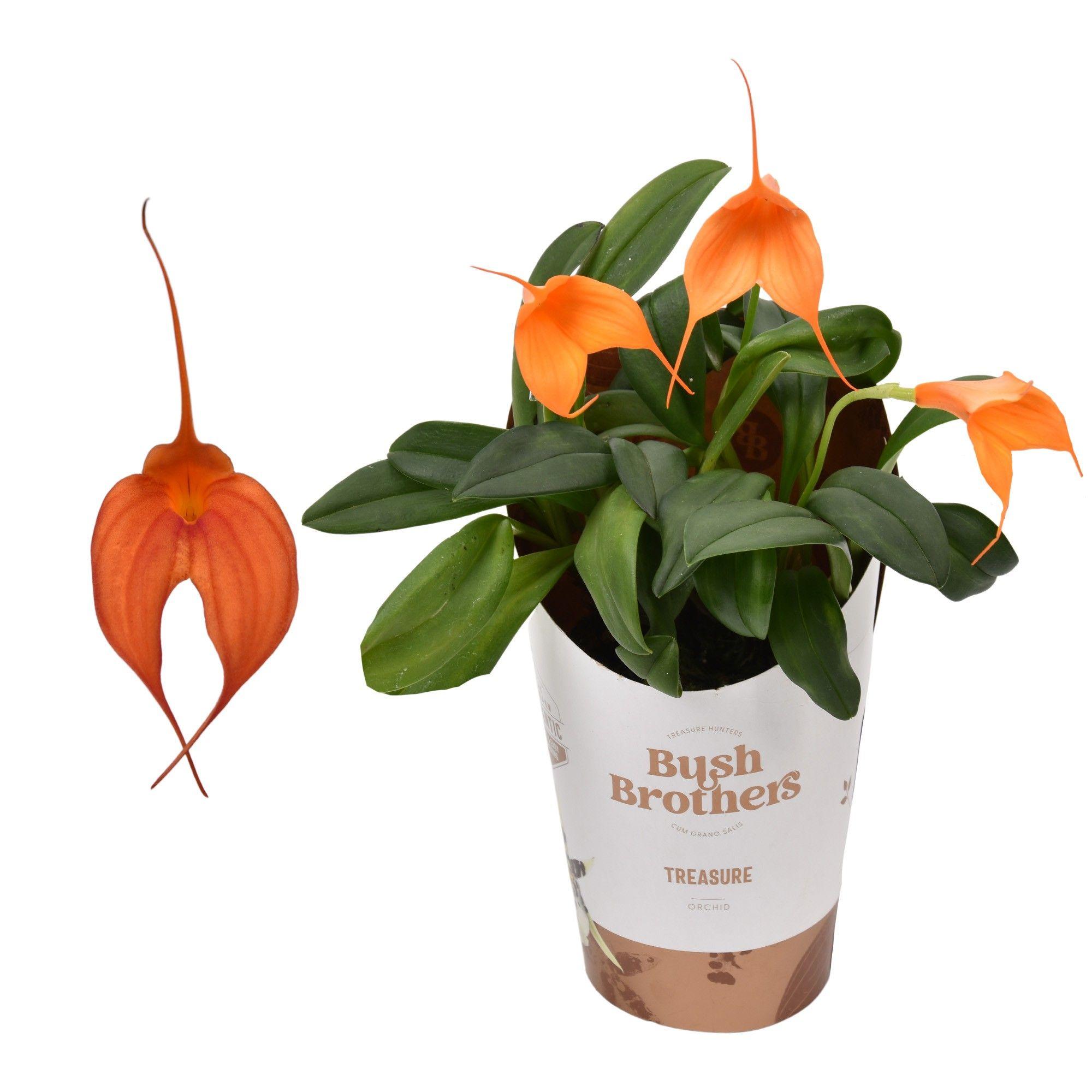 Горшечные цветы и растения оптом Masdevallia Orange от 12шт (для телеги) из Голландии с доставкой по России