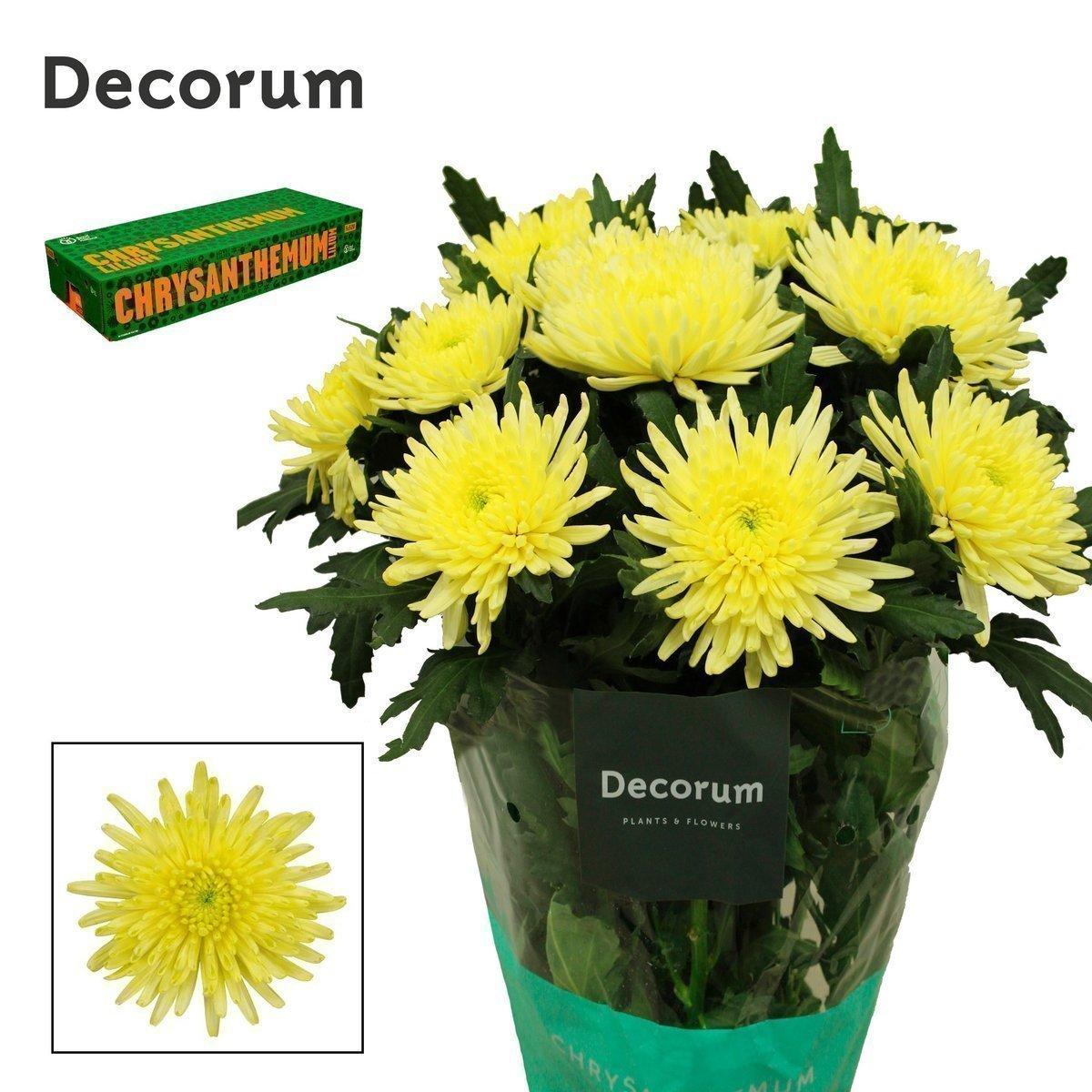 Срезанные цветы оптом Chrys bl topspin yellow от 120шт. из Голландии с доставкой по России