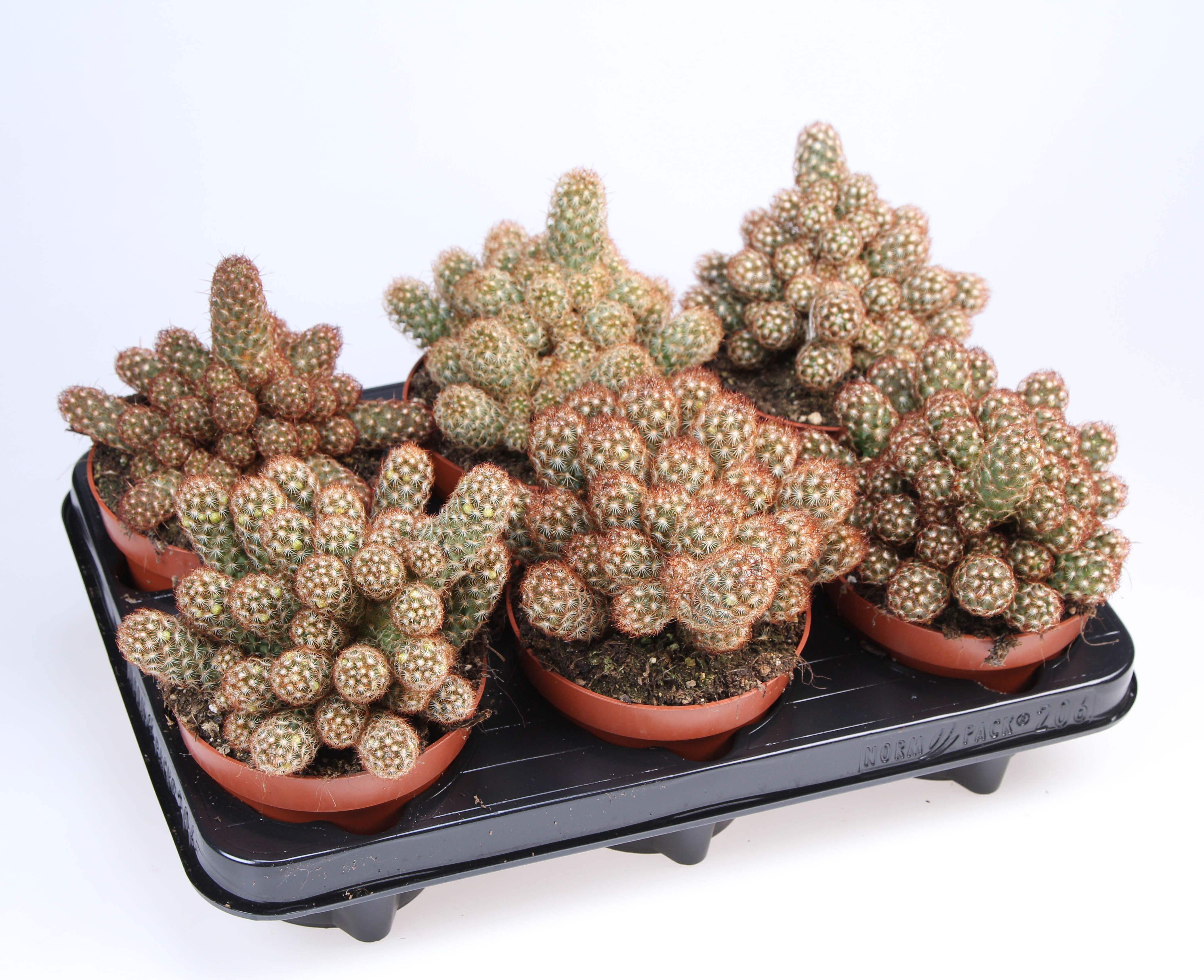 Горшечные цветы и растения оптом Cacus Mammillaria Elongata Red от 6шт из Голландии с доставкой по России